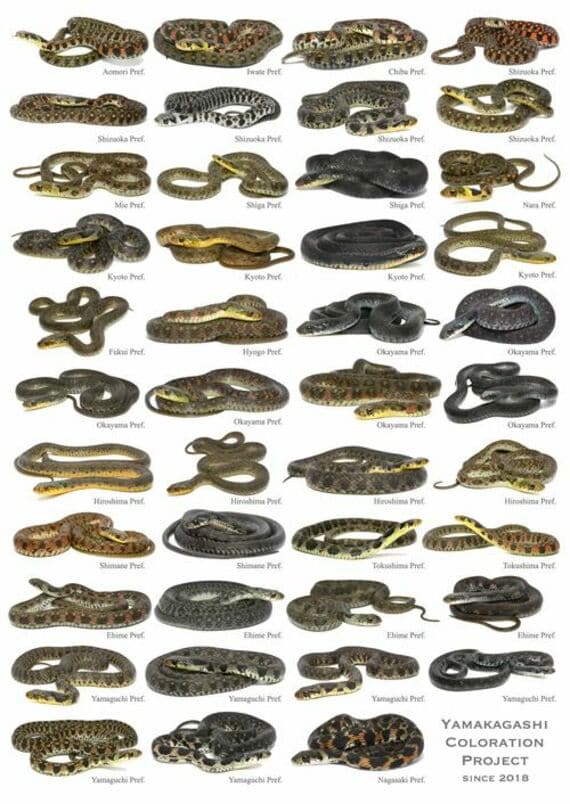 都道府県ごとにみるヤマカガシの体色の一例
