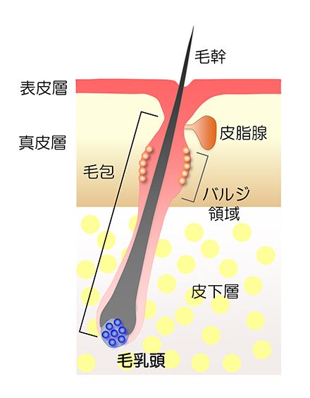 毛髪の基本構造