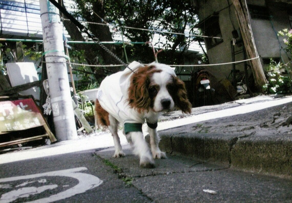 （筆者撮影／2005～2006年頃に撮影）