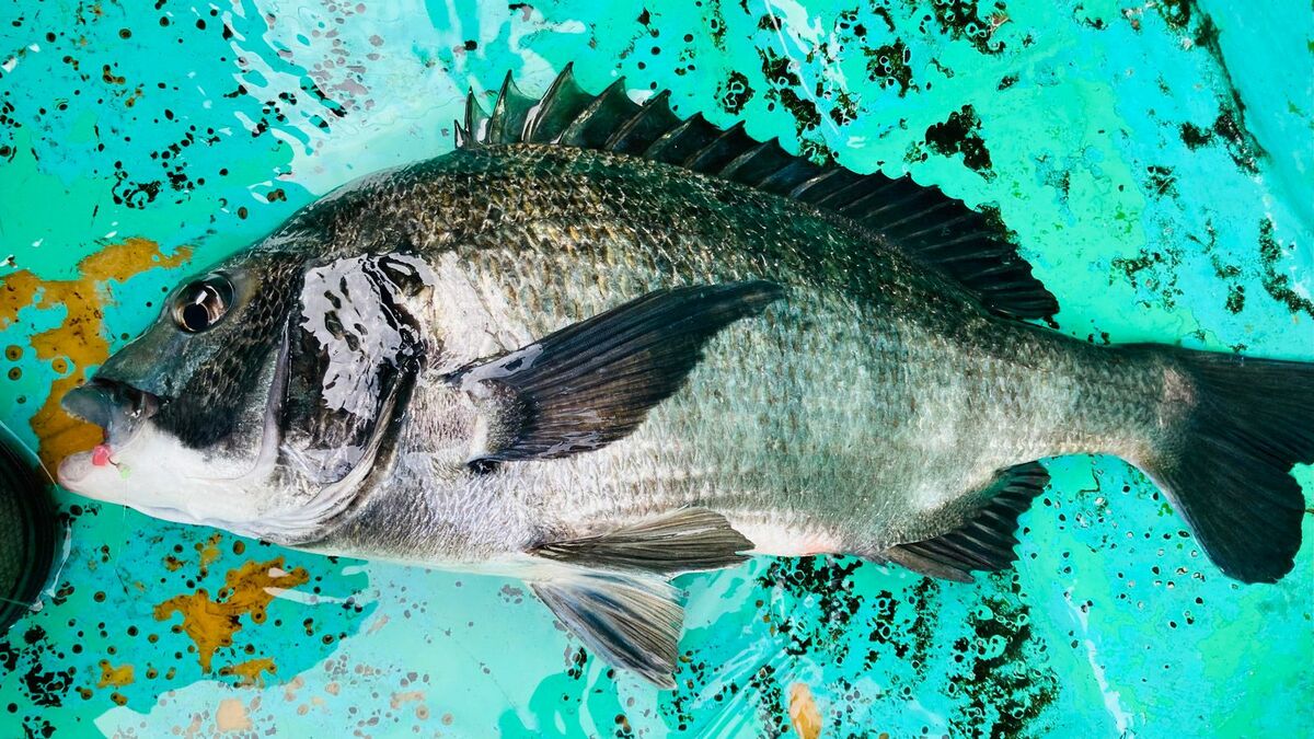 アジの釣り船で