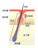 毛髪の基本構造