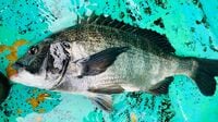 ｢アジの釣り船で"クロダイ"が…｣　急速に様相を変える"東京湾の生態系"の深刻　天然マダイとの違い､味の実力は？