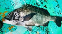 ｢アジの釣り船で"クロダイ"が…｣　急速に様相を変える"東京湾の生態系"の深刻　天然マダイとの違い､味の実力は？