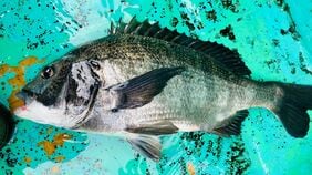 ｢アジの釣り船で"クロダイ"が…｣　急速に様相を変える"東京湾の生態系"の深刻　天然マダイとの違い､味の実力は？