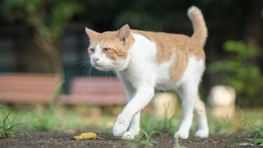 猫を捨てる人｣がフランスで激増した悲しい事情 コロナ禍で飼う人が増え