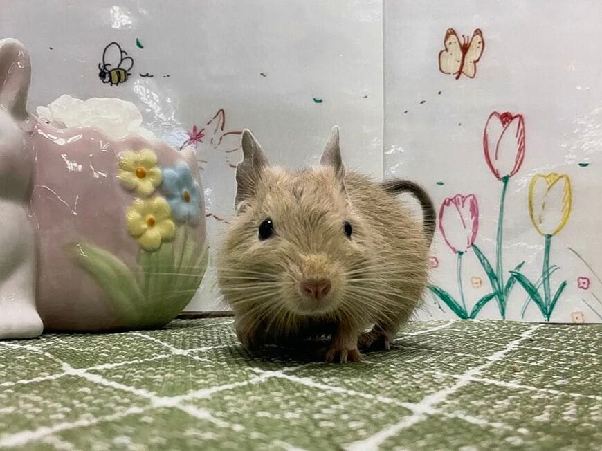 （写真：みきさん）