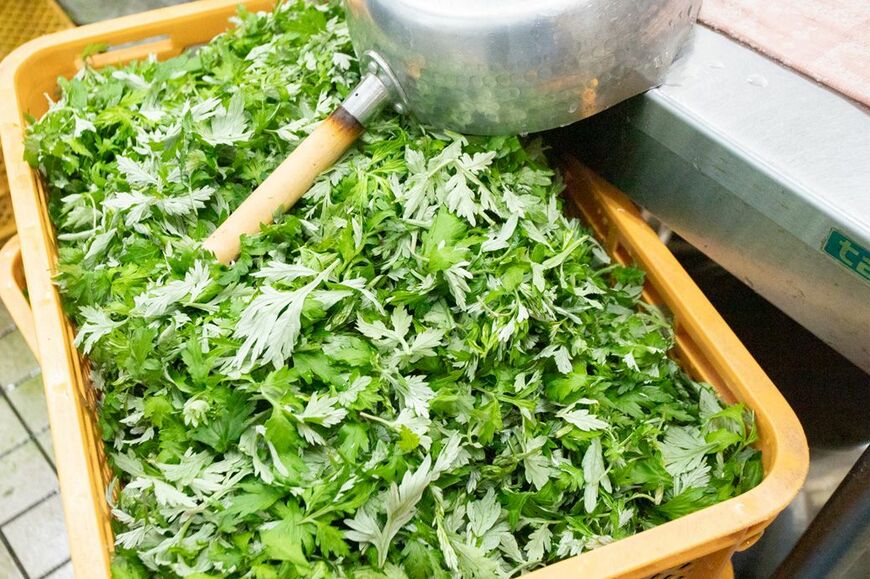 ヨモギは生産者が摘み取って持ち込み。自分の畑や庭に植えている生産者もいる。ヨモギは最低でも3回はしっかり洗ってから仕込みをする（筆者撮影）