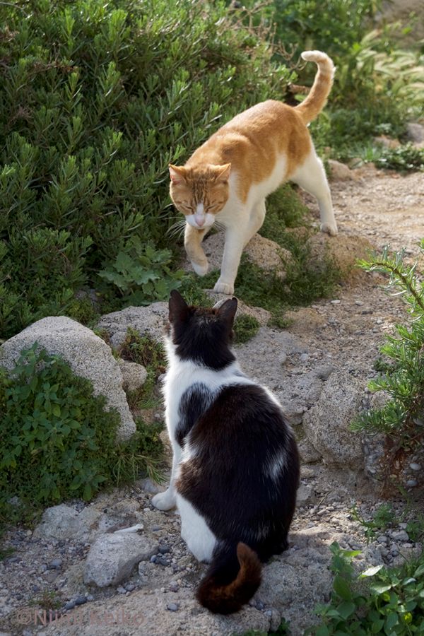 ギリシャ・ロドス島の海岸でキュートな白黒猫と出会ったので、撮影をしていた。猫の鳴き声が背後から聞こえ、慌てて後ろを向き座り直した。「きみだけ注目されているの？」と言われたのかもしれない。まだ若い白黒猫は緊張してしまったようだ。ゆっくりとこの場を去っていった（写真：新美敬子）