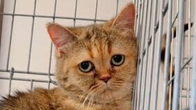 ｢安さ｣のウラに潜む動物の命の搾取､ヤミ繁殖屋で苦しむ純血種の猫犬たちの現実には人間の責任ある選択が必要だ