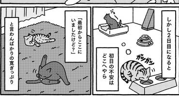 いっしょに帰ろう 保護猫カフェで出会った新しい家族の話