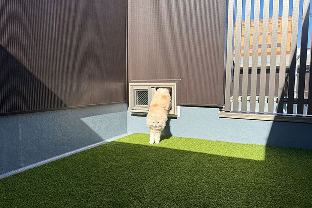 屋上には猫が出入りできる小さな窓がある