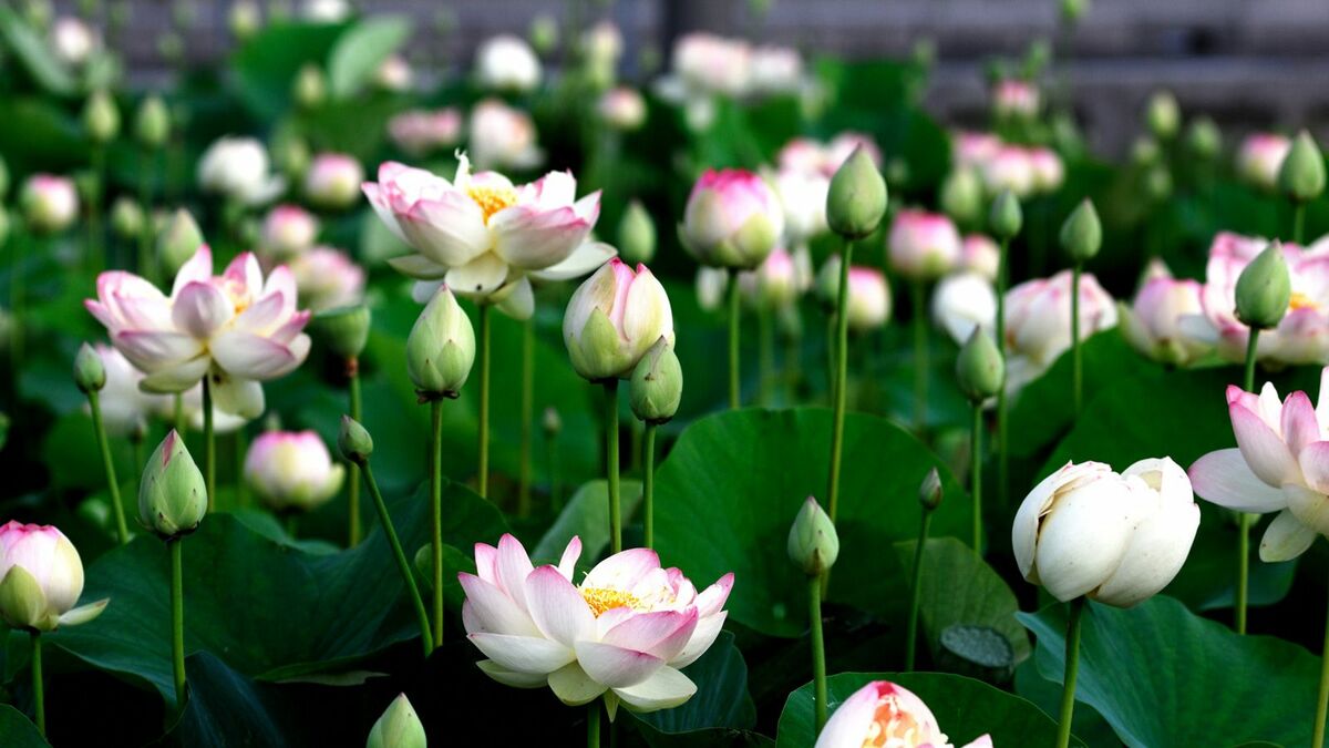 中国｢金｣の皇帝･海陵王､"異常すぎる"荒淫ぶり | 歴史 | 東洋経済オンライン