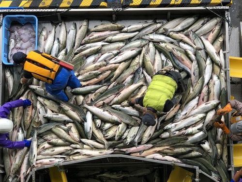 北海道 サケ獲れずブリ豊漁 で漁師が落胆する訳 食品 東洋経済オンライン 社会をよくする経済ニュース