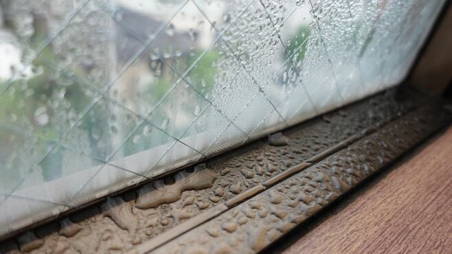 ｢家のカビ相談｣24年比で65％増の"深刻な理由"