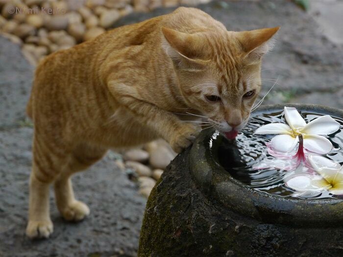 暑い地域では新鮮な水もごちそうだ。神妙な顔をして飲む