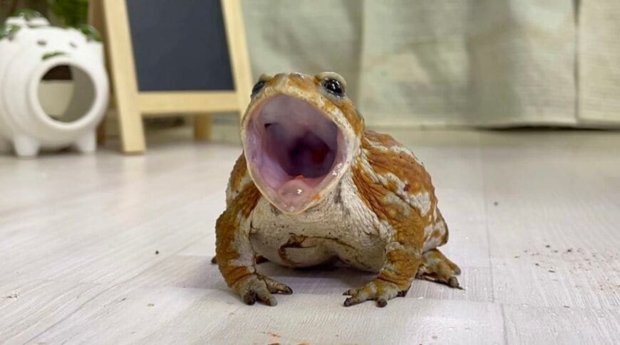 （写真提供：ぴよさん）