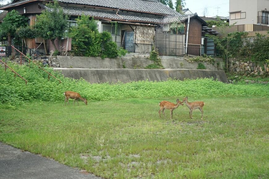  ならまち糞虫館周辺でうろうろしているシカたち（写真：著者撮影）