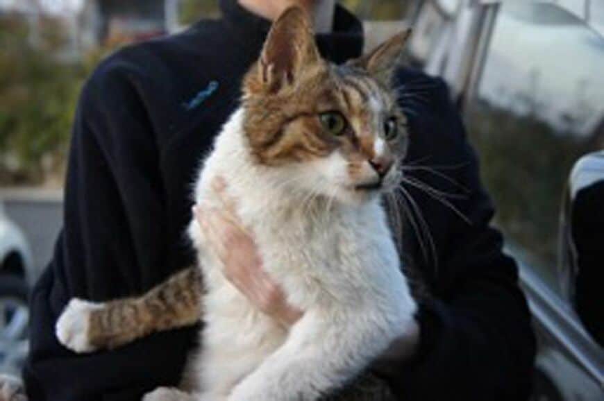 東日本大震災当時の犬猫救出活動