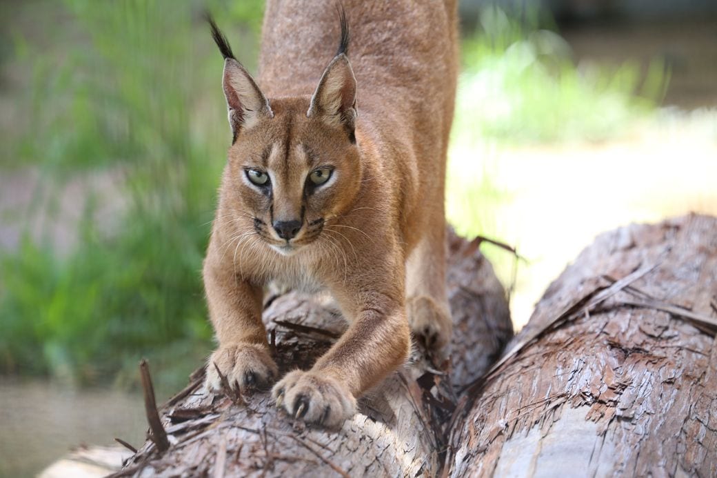 ごかつら池どうぶつパーク