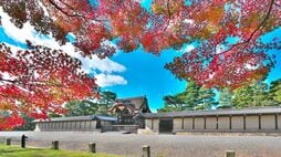 混雑嫌い､でも色づきに敏感な京都人の"紅葉狩り"裏技…｢御所は通り抜け､堀川通は車窓から｣秋に必ず交わす"ある会話"とは