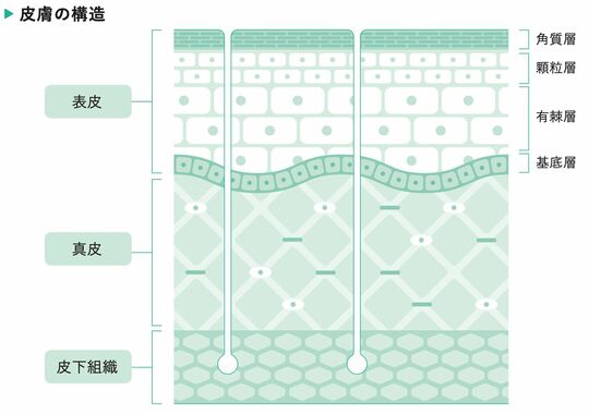 化粧水が 肌の奥まで浸透できない 納得の理由 健康 東洋経済オンライン 社会をよくする経済ニュース