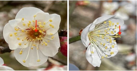 中央部分に雌しべが確認できない不完全花と正常な花