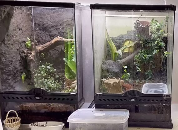 樹上性のカエルの水槽