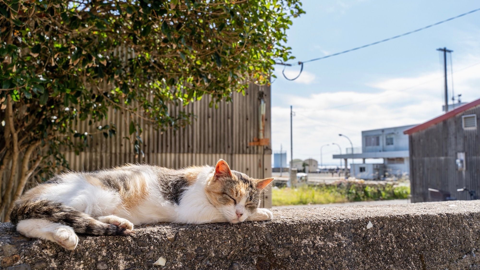 猫は ゴルゴ13以上のスナイパー すごすぎる能力 ペット 東洋経済オンライン 社会をよくする経済ニュース