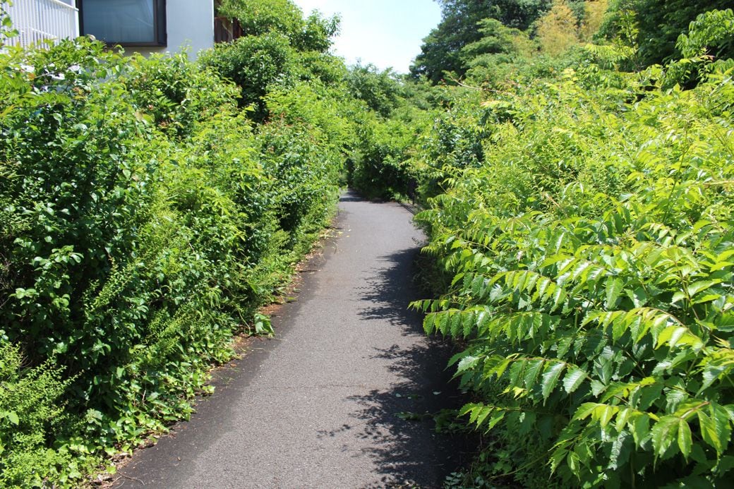 川沿いの遊歩道なのに川が見えない（筆者撮影）