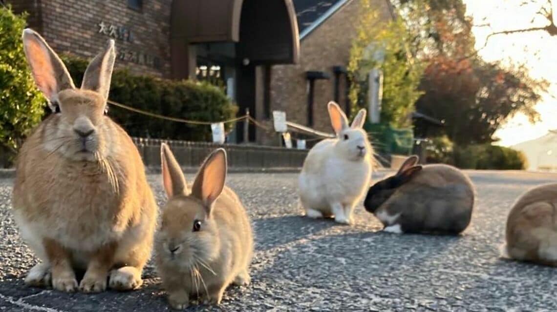 カイウサギ