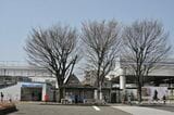 東村山駅東口には、“志村けんの木”と名付けられたケヤキが3本植樹されている。新緑の季節には青々として葉をつける（筆者撮影）