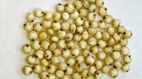 ｢グルテンフリー｣で注目される新食材の正体 じわり浸透する米国発｢ソルガムきび｣