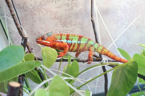 パンサーカメレオン・アンビローブのオス