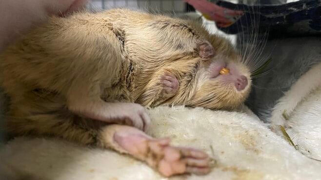 知能は2歳児並み？賢すぎる｢デグー｣の驚く生態