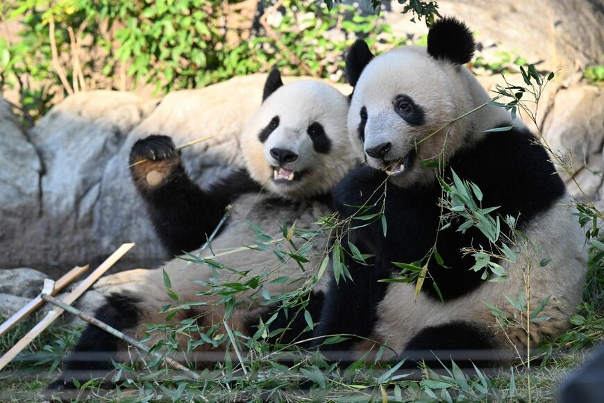 シャオシャオ、レイレイ。2023年11月1日撮影（写真：高氏さん提供）