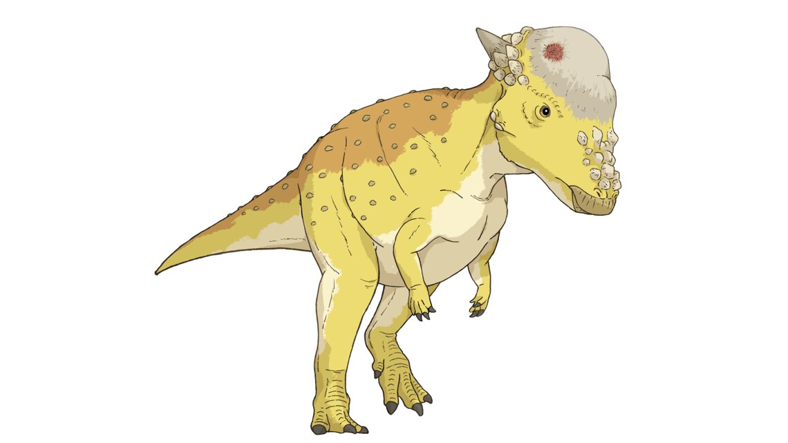 パキケファロサウルス