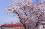 満開の桜とGSE（筆者撮影）