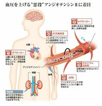 クスリの大図鑑　<高血圧> 新薬ＡＲＢが急成長　７月から一部が特許切れ