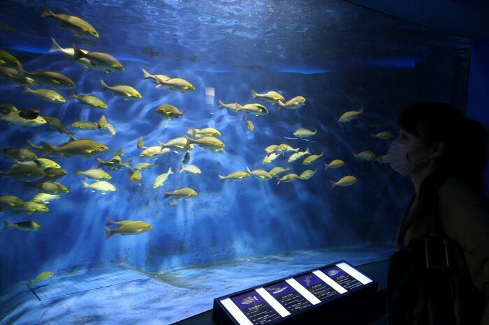 魚の国「回遊水槽」