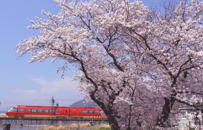 満開の桜とGSE