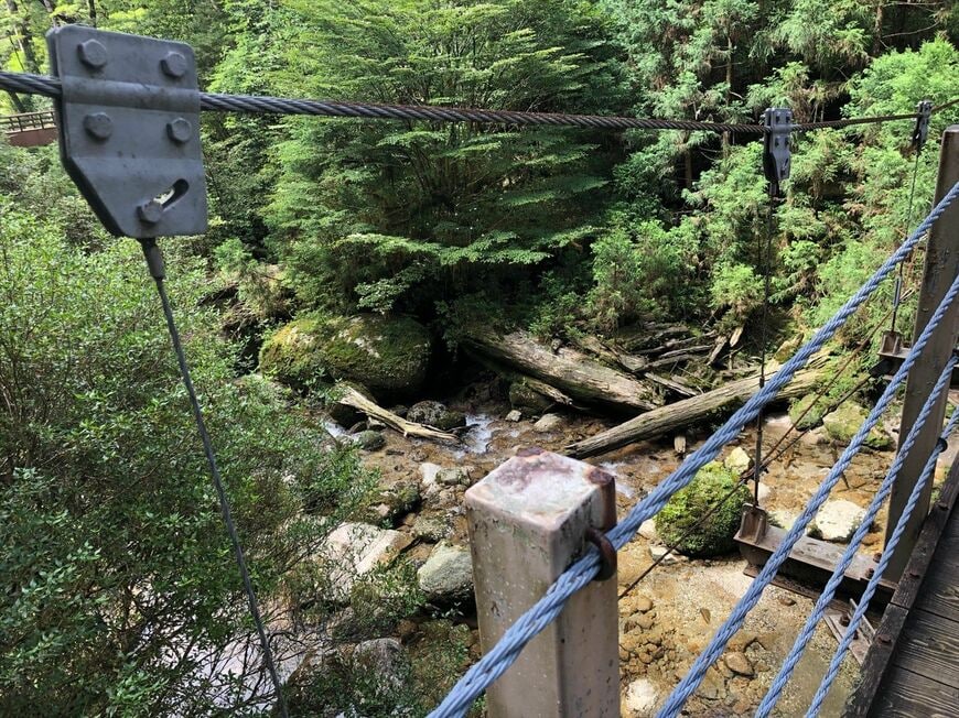 屋久杉の生態を感じることができる「ヤクスギランド」にて（筆者撮影）