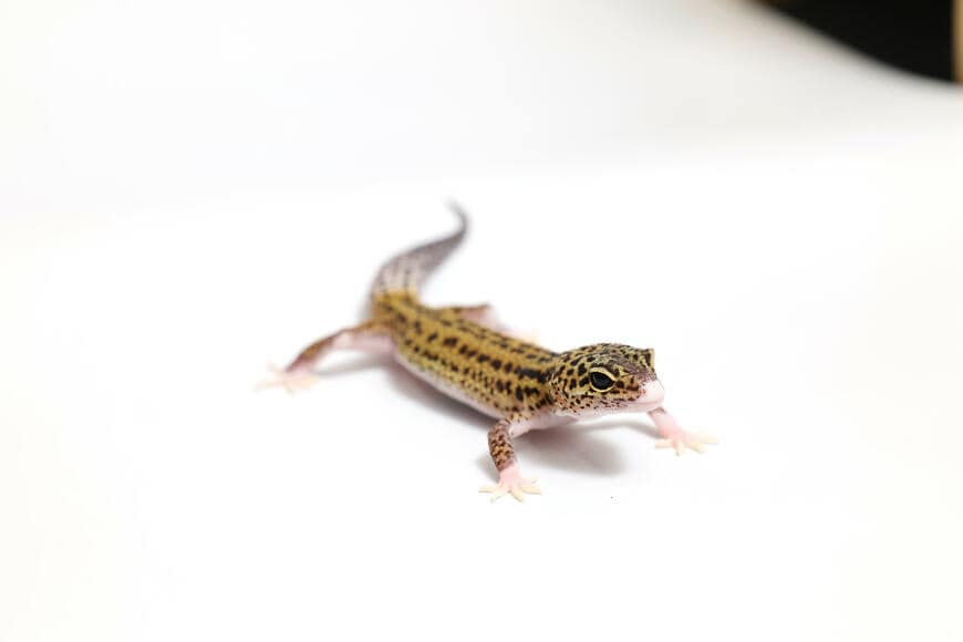 ヒョウモントカゲモドキ（エクリプス）②（撮影：尾形文繁／撮影協力：LUCK UP Reptiles）
