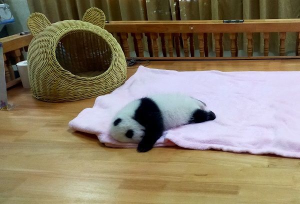 成都ジャイアントパンダ繁殖研究基地のパンダ（写真：筆者撮影）