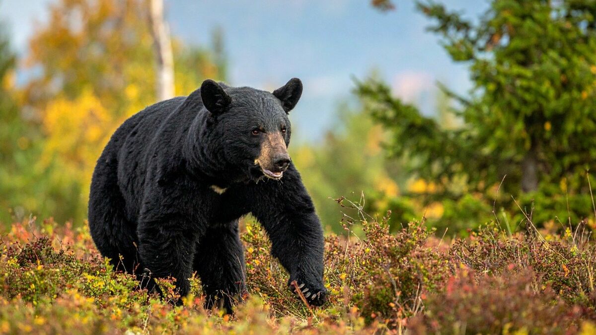 ｢ついに神戸･宇都宮にもクマ出没｣ 過熱する"クマ報道"のジレンマ…怖いのは｢襲撃｣だけではない《深