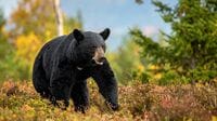 ｢ついに神戸･宇都宮にもクマ出没｣ 過熱する"クマ報道"のジレンマ…怖いのは｢襲撃｣だけではない《深刻すぎる被害》