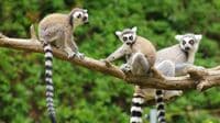 死んだサルの内臓に…｢バナナのような生物｣の謎