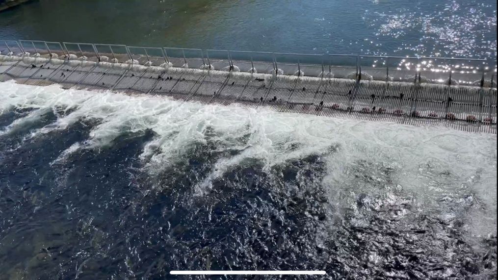 サケの遡上を止めてしまうウライと呼ばれる柵（北海道・千歳川）（写真：筆者提供）
