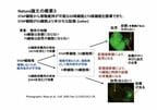 胎盤も形成できる、ES細胞よりも未分化な細胞に？？