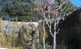 木に登ったシャオシャオ（左）とレイレイ。2022年2月7日撮影。画像は動画からの切り出し（画像：公益財団法人東京動物園協会提供）