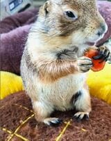 トマトを食べる向日葵ちゃん（写真提供：まる子さん）